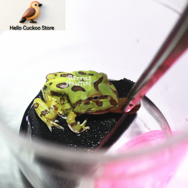 Horned Frog Food Granules Powd - Calcium Powder Reptile ulasan dan harga