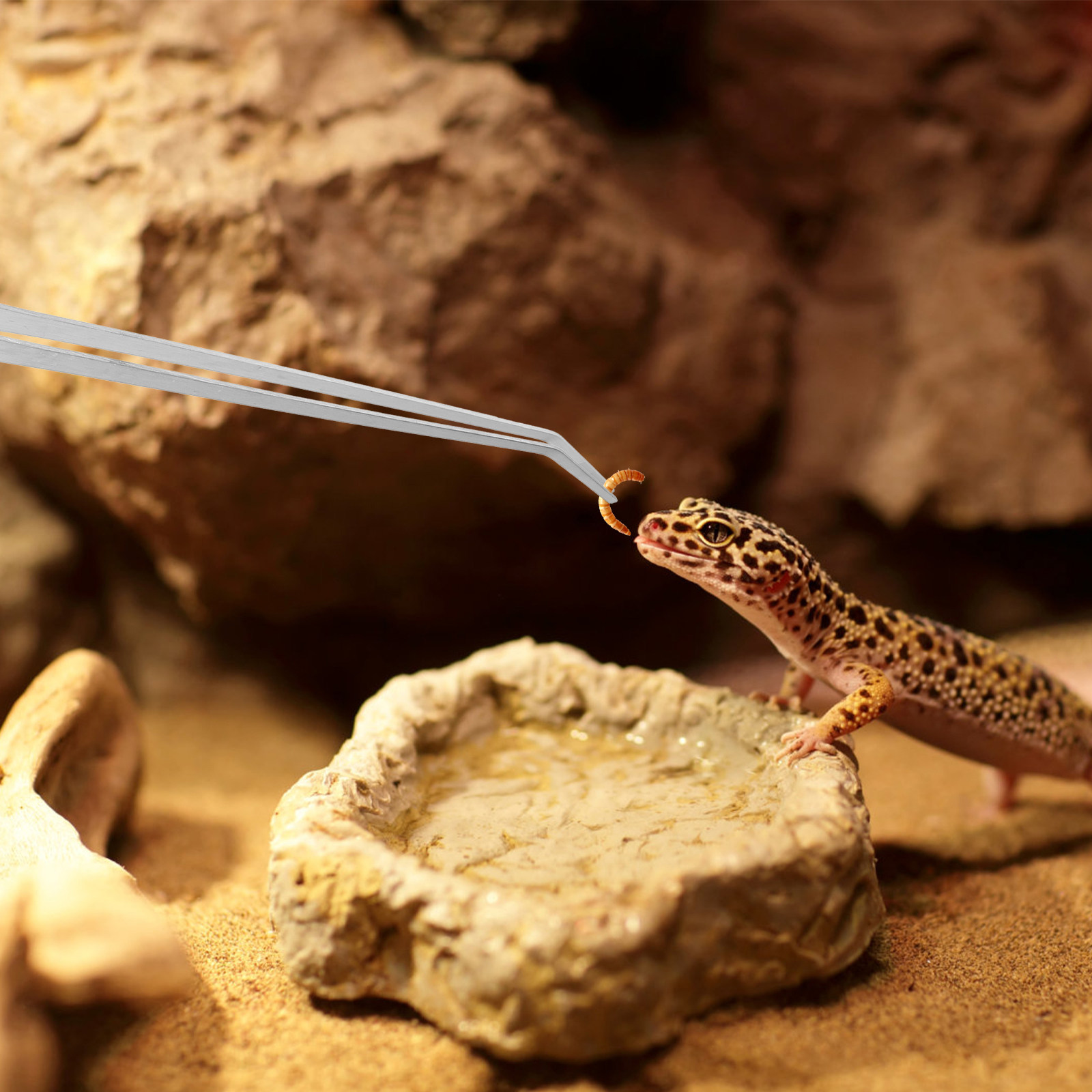 6Pcs Reptile Feeding Tong Stai - Feeding Tong Stainless ulasan dan harga