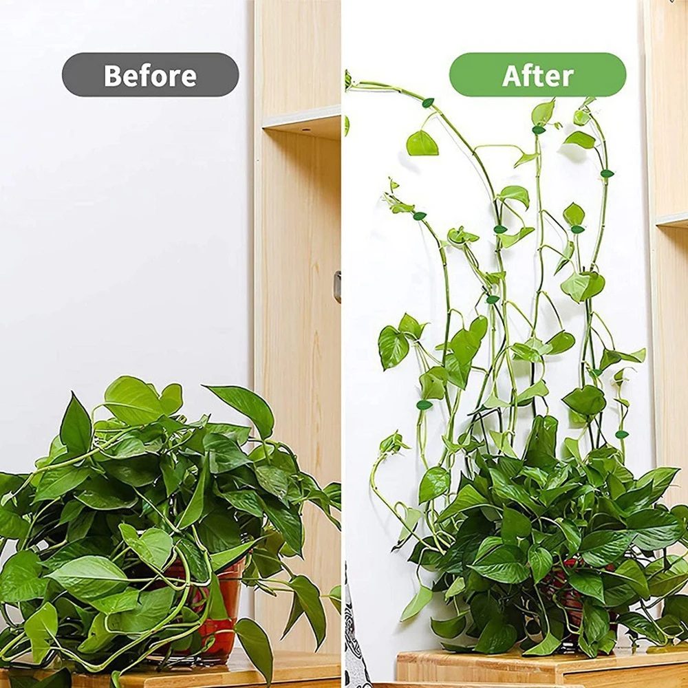 10/30/50Pcs Plant Climbing Wal - Vine Climbing Plastic ulasan dan harga